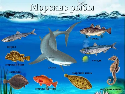 Морские окуни — Википедия