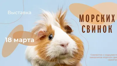 Жорка корм для морских свинок 450г коробка купить в Красноярске - ЗооКураж