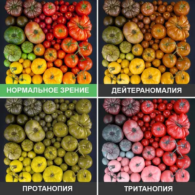 Тест цветовосприятие: проверка зрения у человека - Рамблер/новости