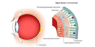 Нарушение цветового восприятия. Дальтонизм. - Учреждение здравоохранения  \"Гродненская областная инфекционная клиническая больница\"