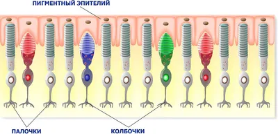 Подільський Центр Зору - Как видят дальтоники🍎 ℹ️Почти каждый десятый  мужчина на Земле – дальтоник, т.е. человек, не различающий некоторые цвета.  Эта особенность зрения получила название в честь Джона Дальтона, который  узнал