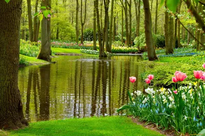 Обои для рабочего стола Нидерланды Keukenhof Весна Природа Тюльпаны