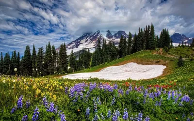 Весна первоцвет, подснежники, рисунок фото, обои на рабочий стол