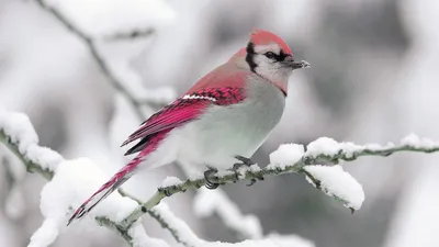 Скачать обои Пейзаж Виктор Цыганов, хрустальная зима на рабочий стол  1280x1024