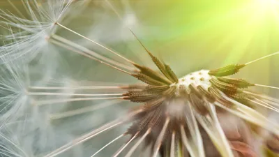 Картинка на рабочий стол одуванчики, боке, макро, одуванчик, dandelion,  природа 1920 x 1080