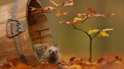 осень обои на рабочий стол скачать бесплатно - Поиск в Google | Animali  belli, Giardino di autunno, Animali selvaggi