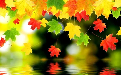 Скачать обои Осень, желтый лист, капли на рабочий стол из раздела картинок  Осень