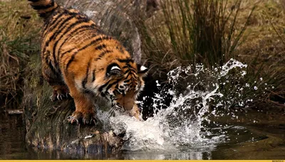 Тигр идущий по воде в водопаде - обои на рабочий стол