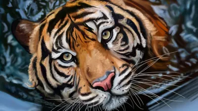Фото тигра на рабочий стол - Тигры, львы - Животные - Картинки на рабочий  стол
