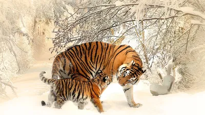 Обои тигр, вода, арт, большая кошка, хищник, полосатый картинки на рабочий  стол, фото скачать бесплатно
