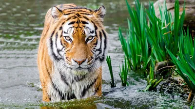 Wallpaper Tiger, wild, animal, Animals #12808