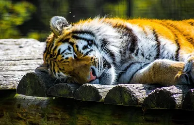 Обои сибирский тигр, трава, животное, хищник, дикий картинки на рабочий стол,  фото скачать бесплатно