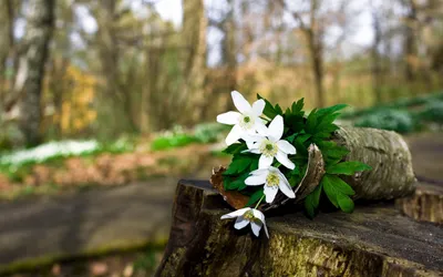 Картинки по запросу широкоформатные обои для рабочего стола весна |  Blossoms art, Wonderful flowers, Blossom