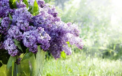 Фон рабочего стола где видно весна, природа, дом, озеро, цветущее дерево,  обои, spring, nature, house, lake, flowering tree, wallpaper