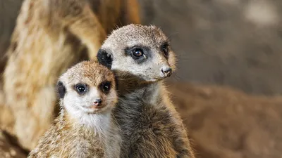 Обои \"Животные\" на рабочий стол, скачать бесплатно лучшие картинки Животные  на заставку ПК (компьютера) | mob.org