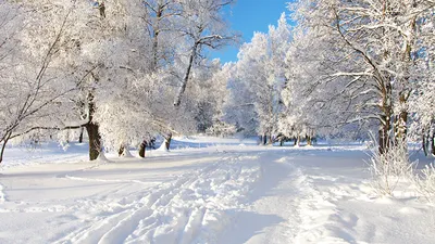 Обои на рабочий стол зима пейзаж природа 1280x800 скачать бесплатно