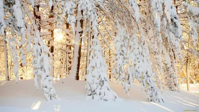 Деревья в снегу-ОБОИ- на рабочий стол-Зима бесплатно