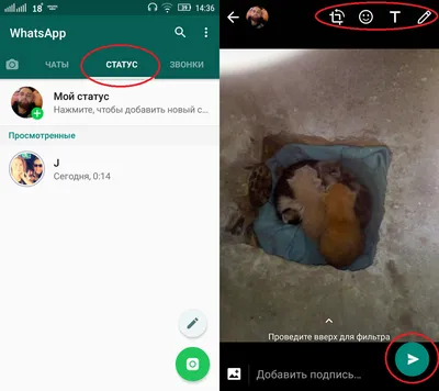 Как скрыть сетевой статус в WhatsApp