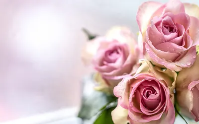 Обои Цветы Розы, обои для рабочего стола, фотографии цветы, розы, капли,  букет, воды, розовые Обои для рабочего стола, скачать обои картинки заставки  на рабочий стол.