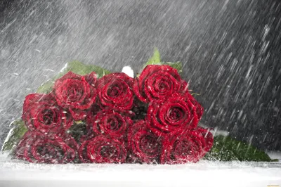 Обои Цветы Розы, обои для рабочего стола, фотографии цветы, розы, охапка,  дождь Обои для рабочего стола, скачать обои картинки заставки на рабочий  стол.