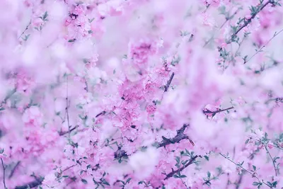 Красивые цветы на заставку - 71 фото