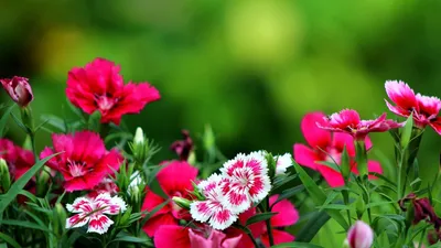 Картинка на телефон Розовые цветы на фоне серых листьев скачать на заставку  бесплатно.