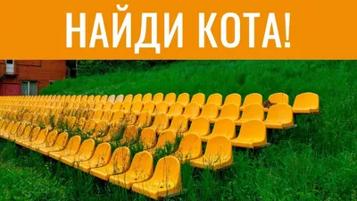 НАЙДИ КОТА! 🐈 Попробуй найди кота на фотке | БУДЬ В КУРСЕ TV - YouTube