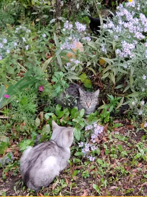 Genio - 🦉🐈🦉Найди кота среди сов!🦉🦉🦉 Я способен обнаружить... |  Facebook