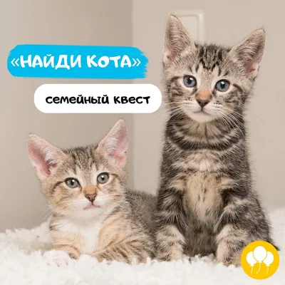 Найди кота: : r/Pikabu