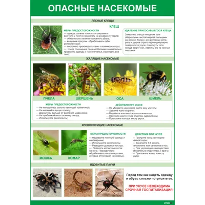 Учим с ребенком насекомых: разбираемся, зачем и как это сделать в игровой  форме | Игры для развития детей | Дзен