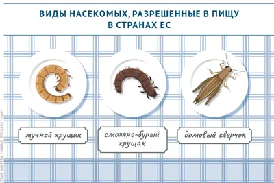 Виды домашних вредителей-насекомых | Способы борьбы с насекомыми