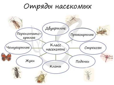 Редактировать геном – чтобы вернуть устойчивость насекомых к инсектицидам