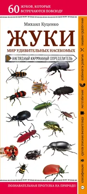 Интересные факты о насекомых, возможно которые вы не знали. | Факты обо  всём | Дзен