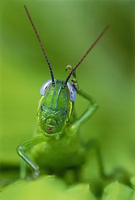 Насекомые для детей 🐝 Учим насекомых 🐞 Насекомые мультик 🐜 Насекомые  звуки 🕷 Развивающие мультики - YouTube