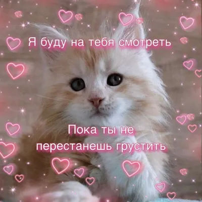 не злись | Мемы, Котята, Приложения