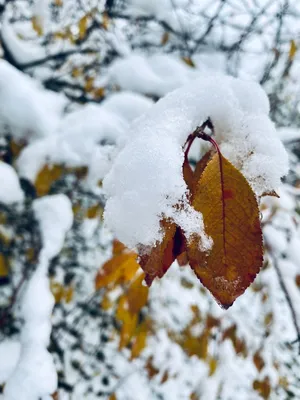 Почти зимние картинки ❄️🐦🐿️❄️#сибирь #ноябрь #природа #впарке #птицы  #белочки #мирприроды #красота #моменты #снег #почтизима #ятаквижу |  Instagram