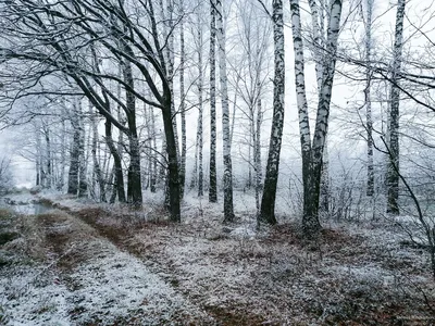 Природа, ноябрь, геошторм 5 баллов, …» — создано в Шедевруме