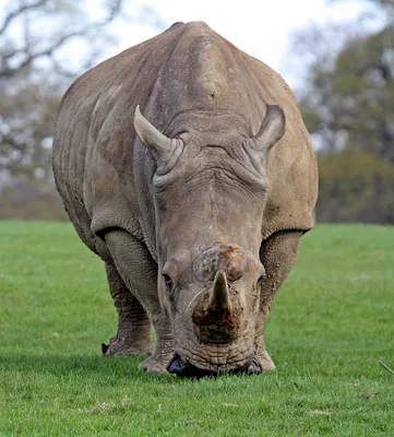 Носороги (лат. Rhinocerotidae), фото носорогов