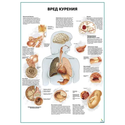 Беседа о вреде курения — Железноводский художественно-строительный техникум  имени казачьего генерала В.П. Бондарева