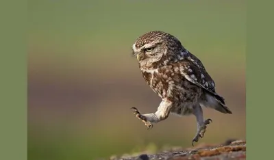 Картинки по запросу ой все сова | Coruja de pelúcia, Imagens da corujas,  Corujas