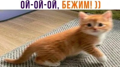 ОЙ-ОЙ-ОЙ, БЕЖИМ! ))) Приколы с котами | Мемозг 1165 - YouTube