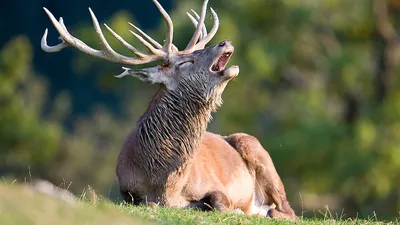 Охота на благородного оленя в 2023 году: сезон и другие особенности