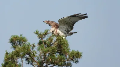 Аэрография Орел 🦅 на авто: на капот, крышу, двери и весь кузов