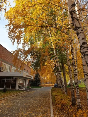 Золотая осень - время наслаждаться природой» — создано в Шедевруме