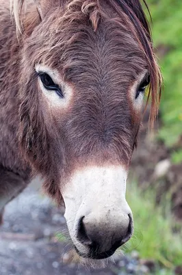 Домашний осел (Equus asinus dom) — Зоопарк «Лимпопо» г. Нижний Новгород –  Нижегородский зоопарк