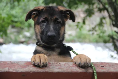 Немецкие овчарки / German Shepherds dog of Armenia