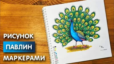 Черноплечий Павлин купить: цена напрямую из питомника ⋆ «Диво-Птица».