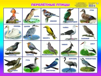 Зимующие и перелетные птицы - презентации и картинки