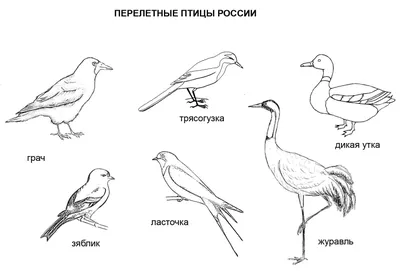 Презентация на тему: \"«Перелетные и зимующие птицы» Рассмотрите вместе с  ребенком картинки. Познакомьте его с названиями птиц. Закрепите в словаре  ребенка обобщающие понятия.\". Скачать бесплатно и без регистрации.