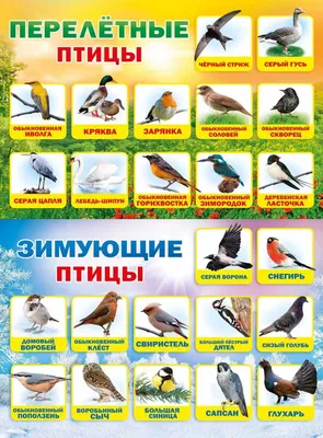 Картинки Птицы зимующие и перелетные (39 шт.) - #6730